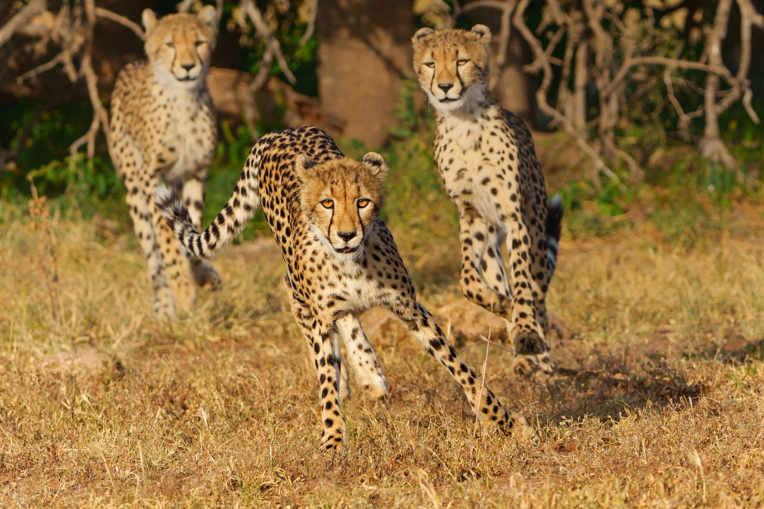 Cheetahs